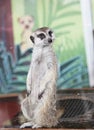 ItÃ¢â¬â¢s a  meerkat at home. Royalty Free Stock Photo